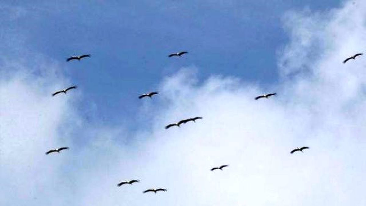 Eskişehir\'de Leyleklerin Göçü