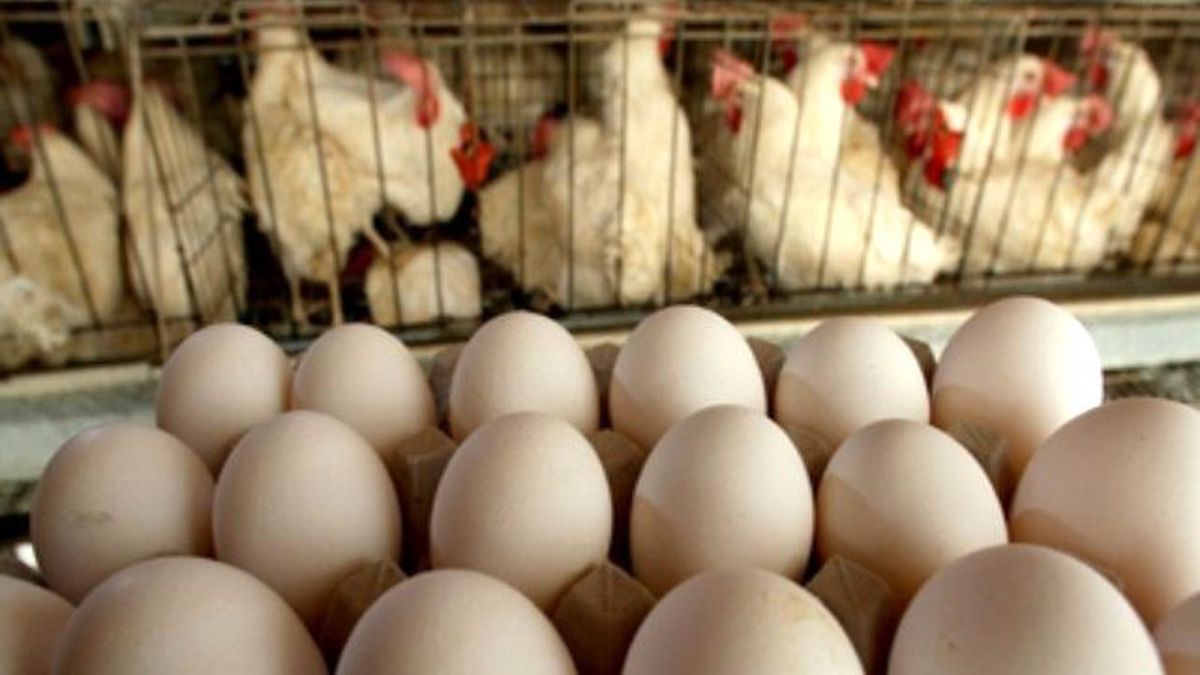 Tavuk Yumurtası Üretimi Haziran Ayında Azaldı