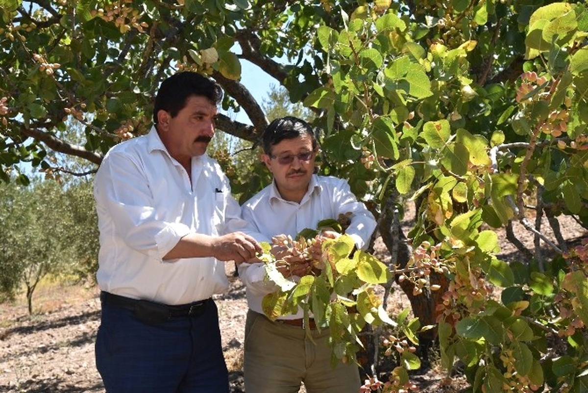 Yuntdağı Fıstık Diyarı Oluyor