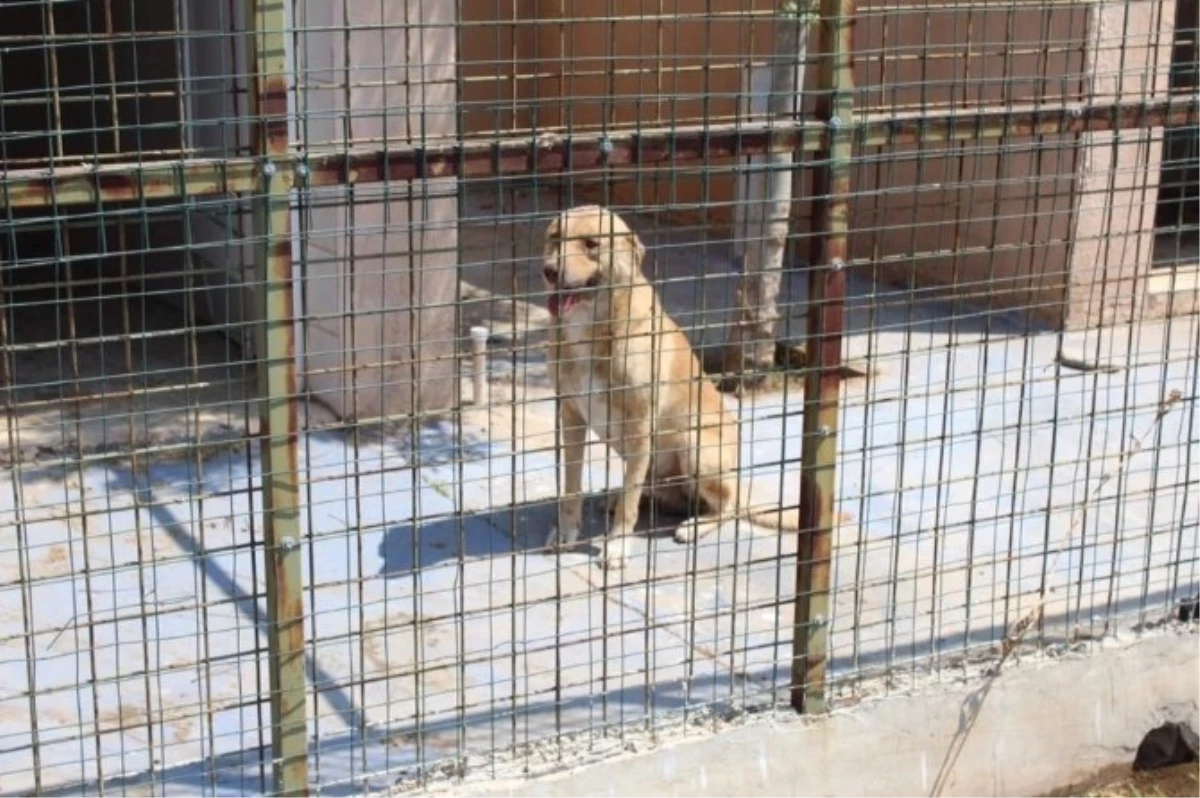 Alaşehir\'de Sokak Hayvanları İçin Eylem Planı Hazırlandı