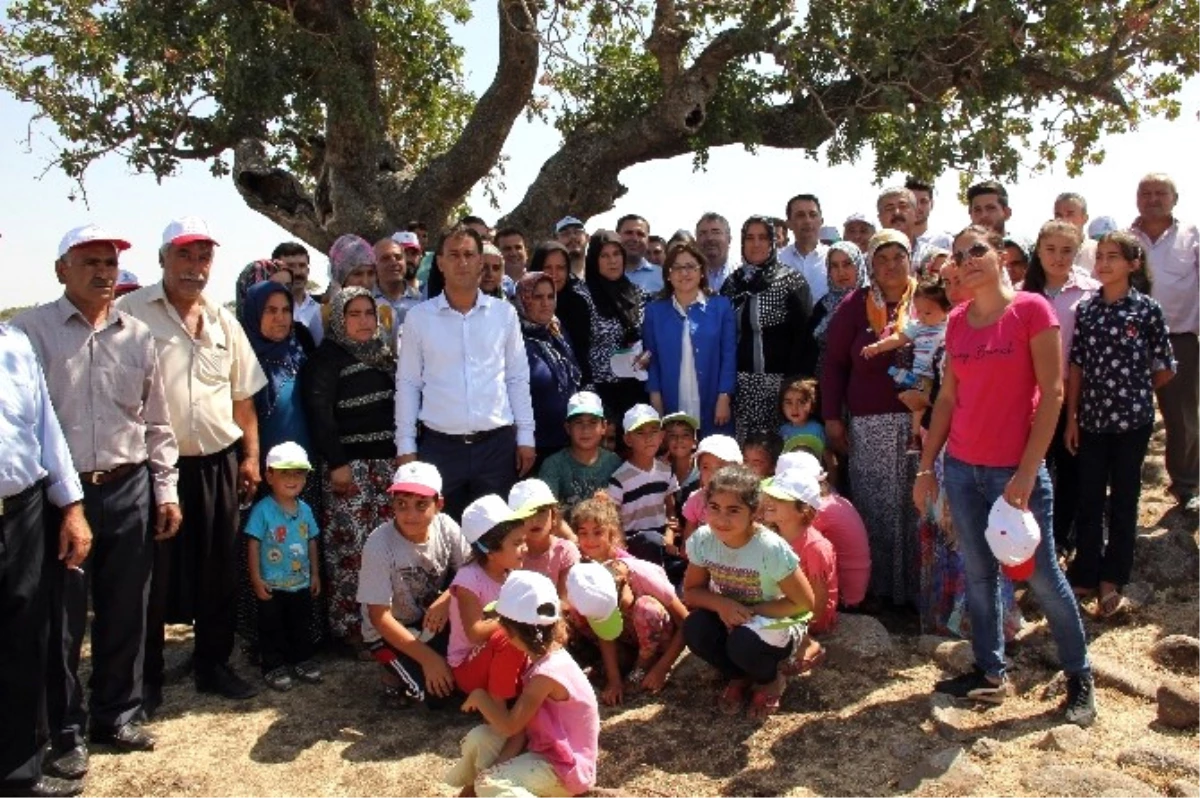 Antep Fıstığının İlk Mahsulü En Yaşlı Ağaçlardan Toplandı