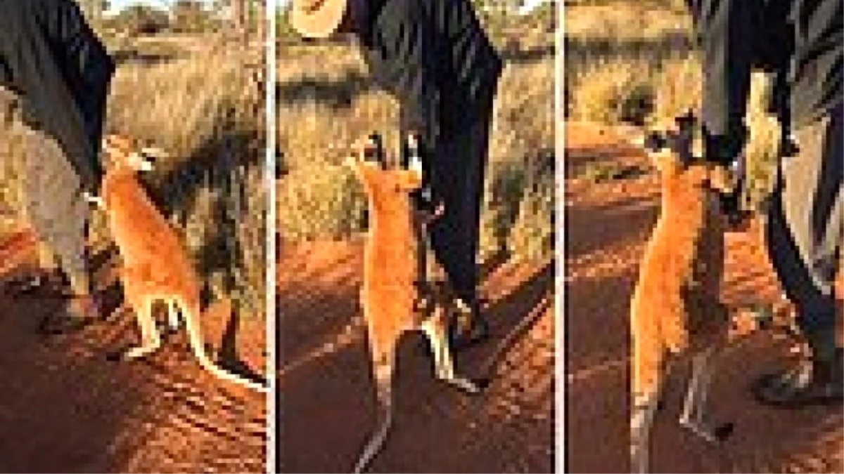 Bakıcısının Gitmesine İzin Vermeyen Kanguru