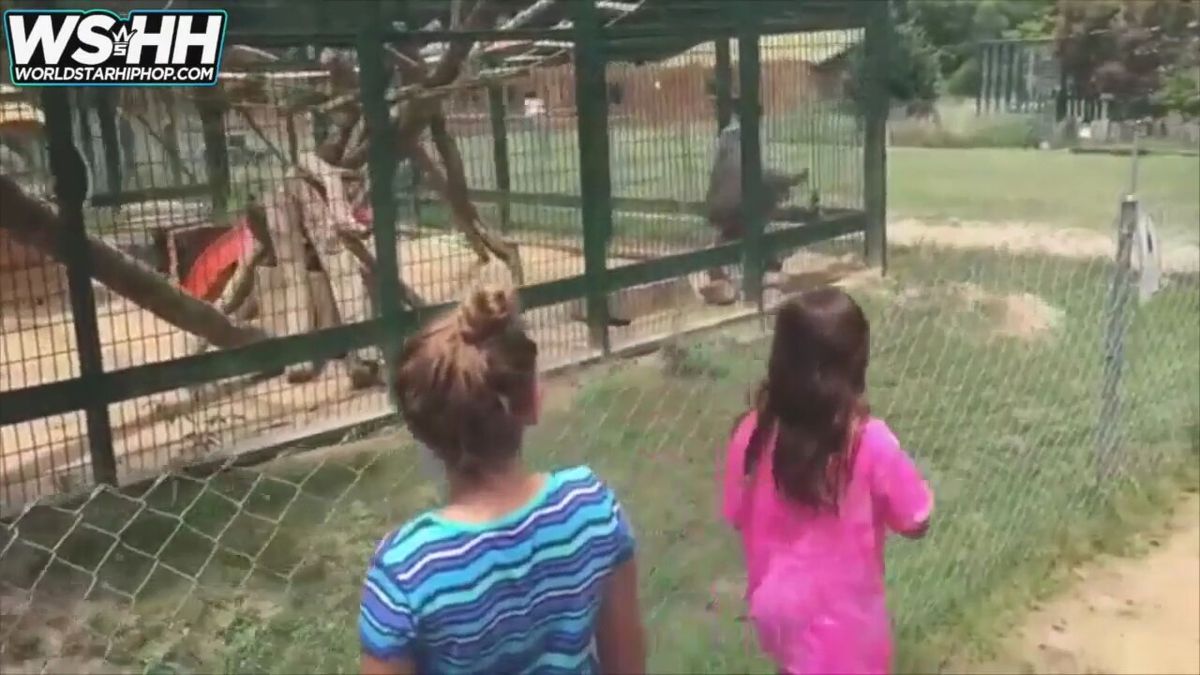 Çocukların Suratına Bok Atan Psikopat Maymun