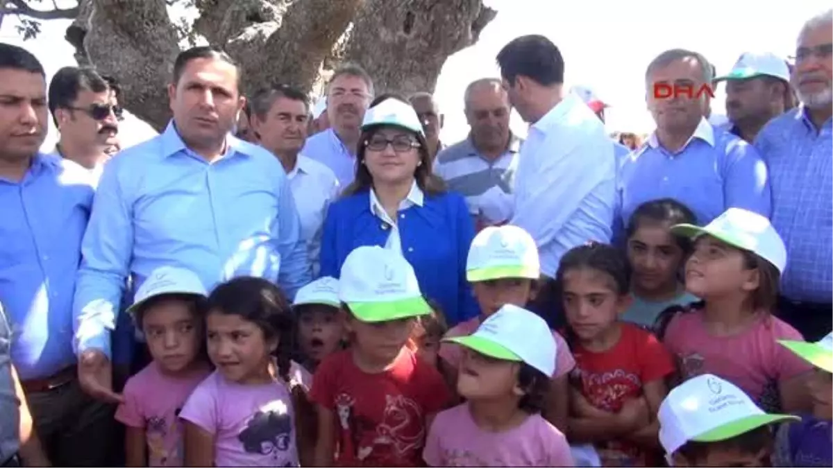 Gaziantep?te Fıstık Hasadına Bin Yıllık Ağaçtan Hasat Yapılarak Başlandı