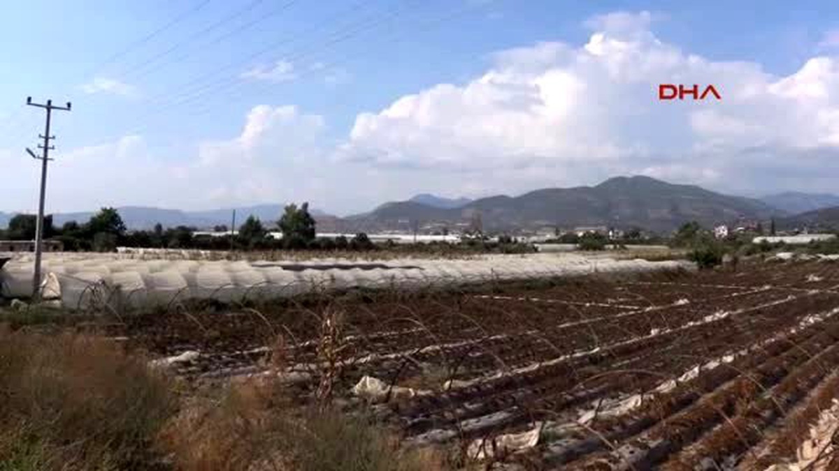 Gazipaşalı Çilek Üreticileri Ekim Hazırlıklarına Başladı