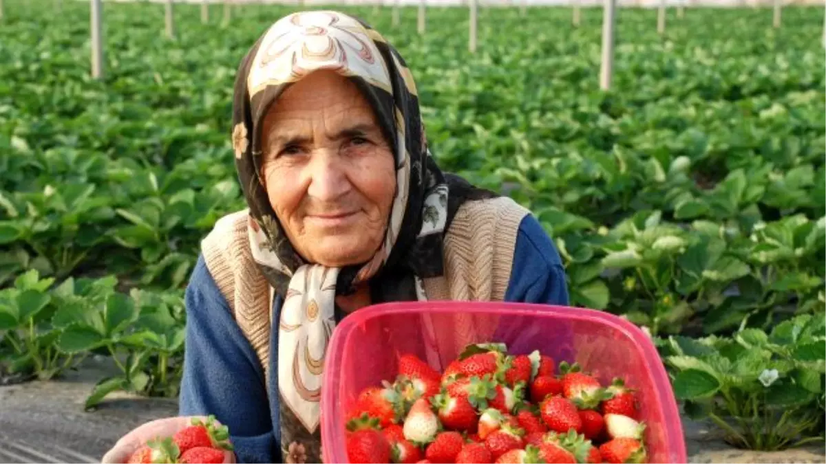 Mersin Çileğinde Üretim ve Verim Artırılacak