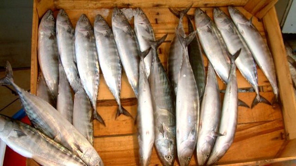 Sezonun İlk Palamutları Tezgahlarda