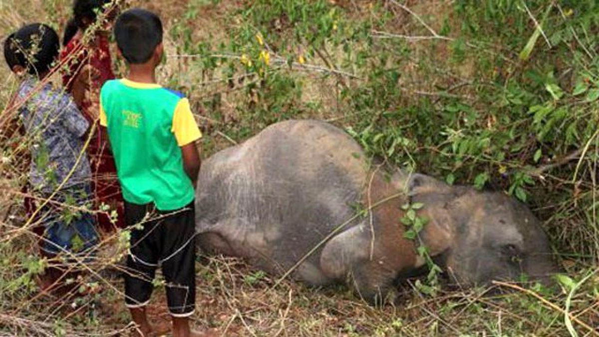 Tren Fil Sürüsüne Daldı : Dört Fil Yaşamını Yitirdi