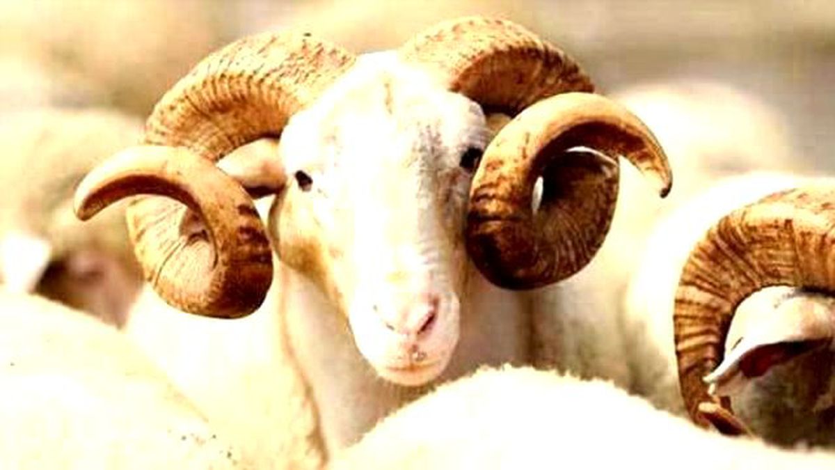2016 Kurban fiyatları, Büyükbaş ve küçükbaş kurban fiyatları