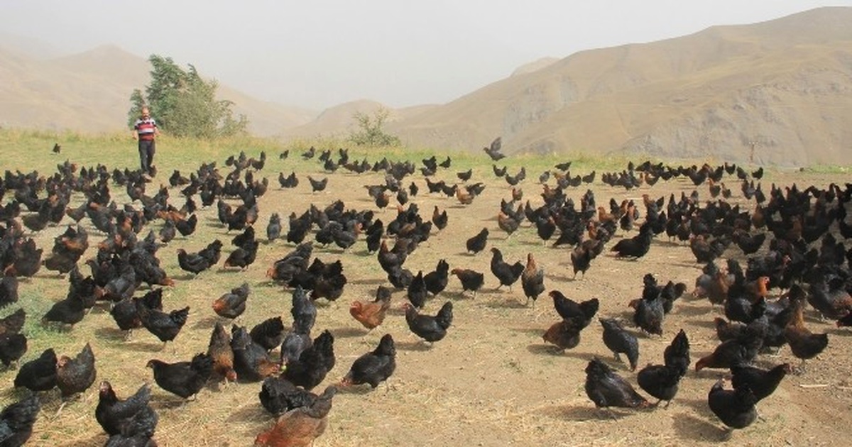 Hakkari\'de İlk Defa Doğal Tavuk Çiftliği Açıldı