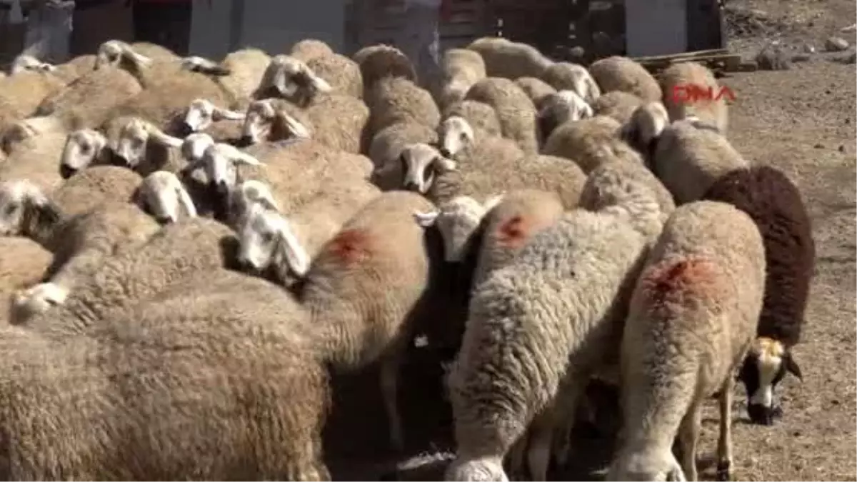 Kayseri Besici Dayıoğlu: Kurbanlık Fiyatlarında Geçen Yıla Oranla Yüzde 25 Artış Var