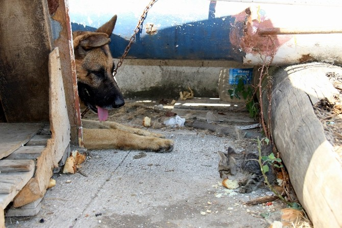 Kedi ile Köpeğin Örnek Dostluğu
