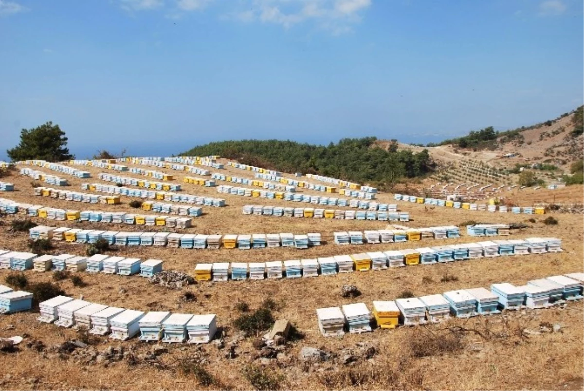 Kuraklığı Fark Eden Arılar Bal ve Oğul Verimini Kesti