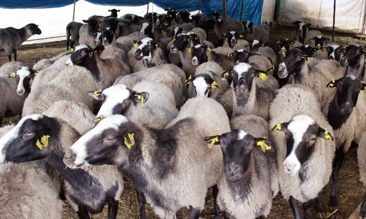 Kurbanlık Alacaklara Uyarı