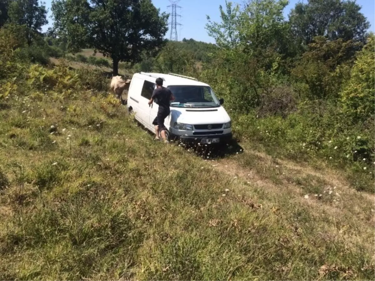 Minibüsle Hayvan Hırsızlığı Yapanlar Aranıyor