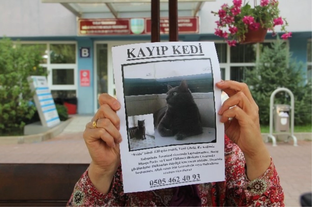 Safranbolu\'da Kaybolan Kedisini Arıyor