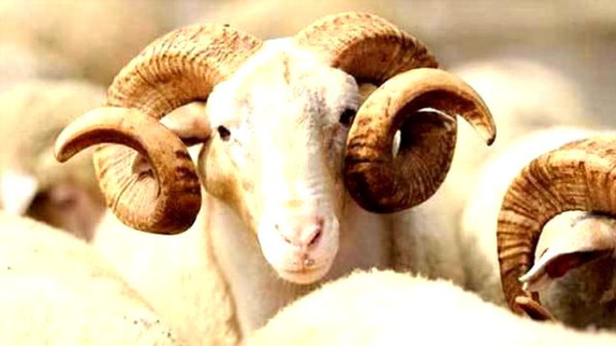 2016 Kurban fiyatları, Büyükbaş ve küçükbaş kurban fiyatları