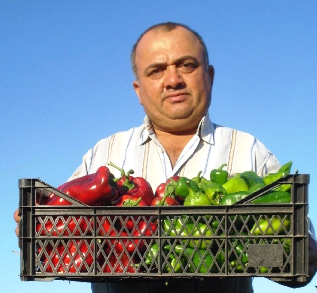 Emcelli Biberleri, Özelliği Bozmadan Yetiştiriliyor