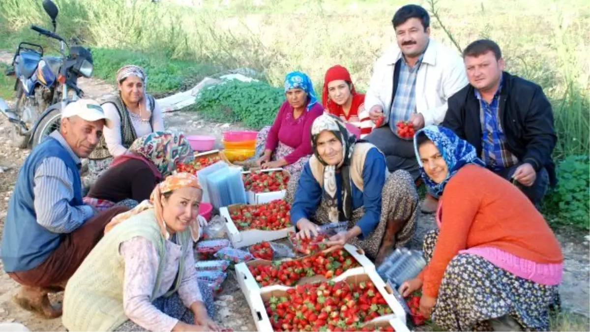 Mersin\'de Çilek Fidesi Ekimi Başladı