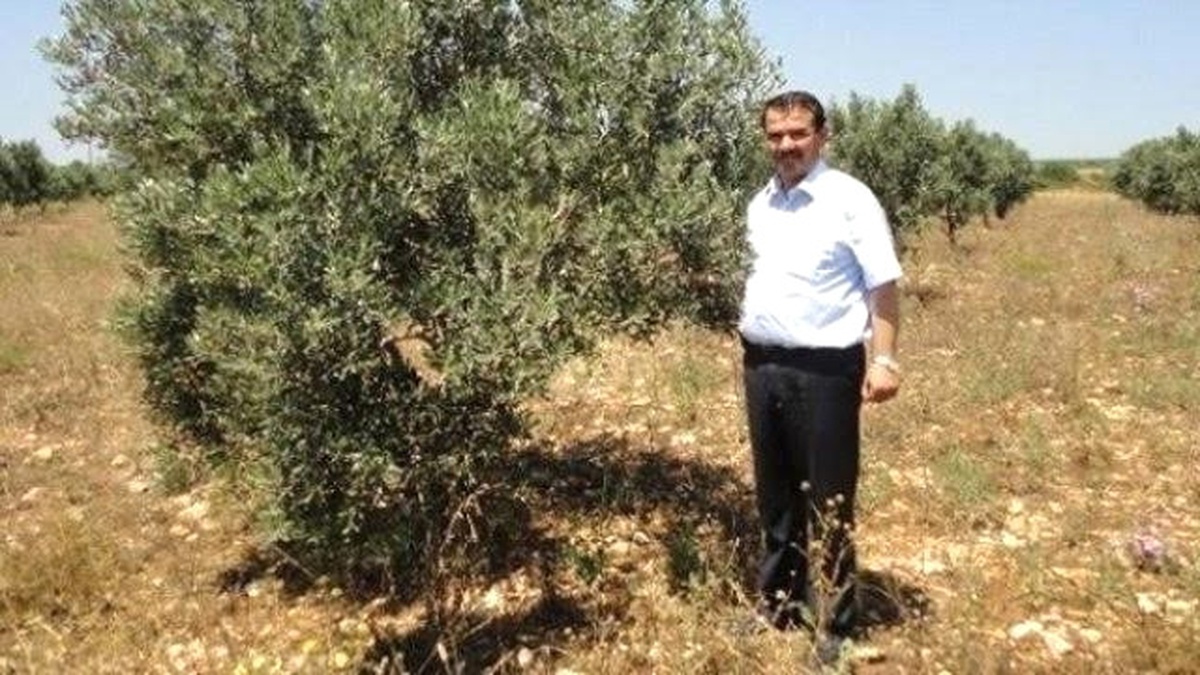 Didimli Zeytinciler Verim ve Kaliteden Memnun