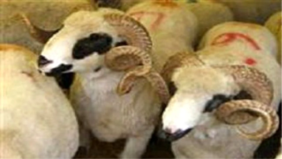 Koyun ve Keçilerde Verimliliği Artırma Projesi