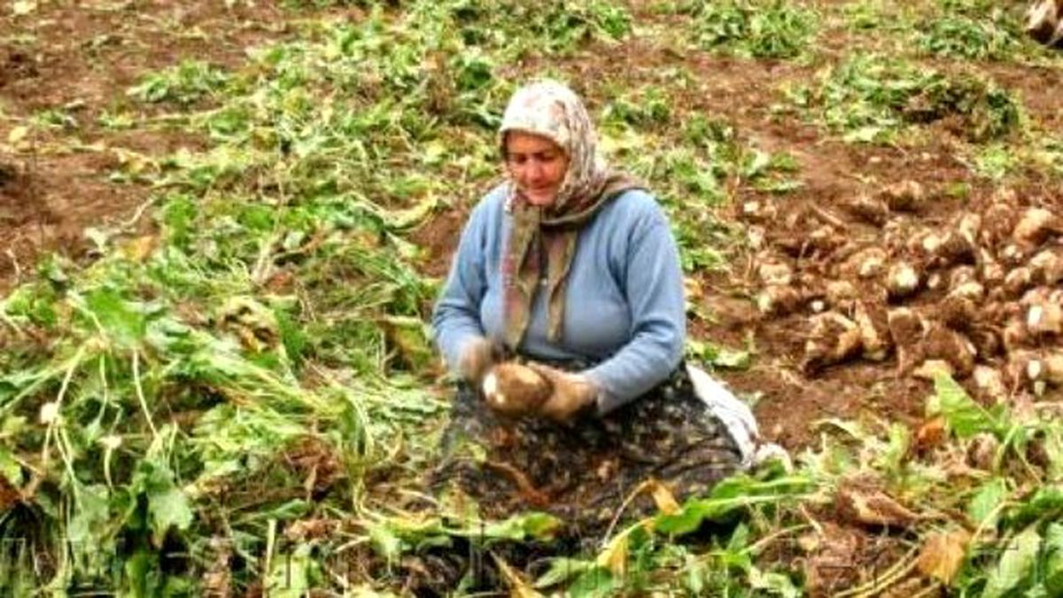 Pancar Çiftçisine Avans Ödemesi Yapılacak