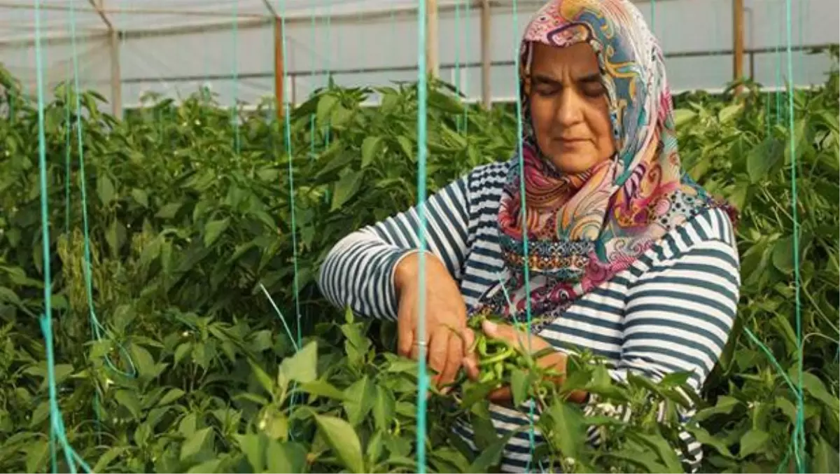 Kapatılan Besi Çiftliklerinin Yerini Seralar Aldı