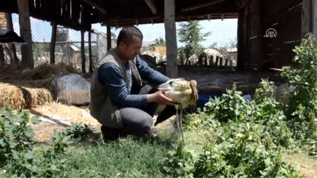 Yaralı Leylek Tedavi Altına Alındı