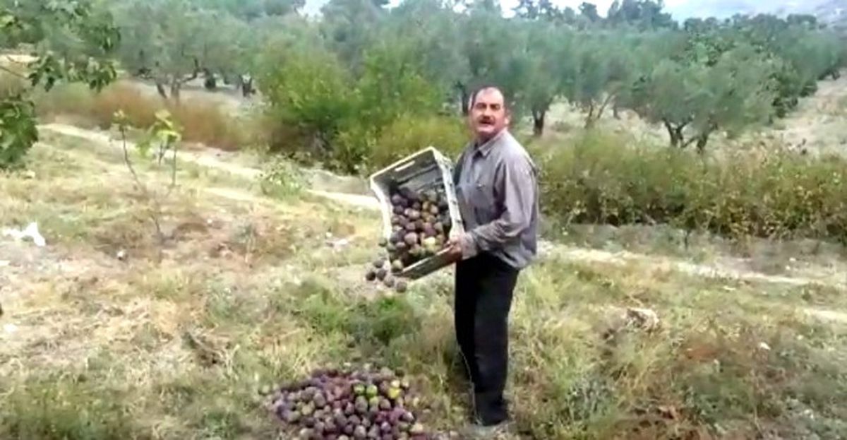 Geçen Yıl 10 Liradan Satılan Siyah İncir Bu Sene Tarlaya Dökülüyor