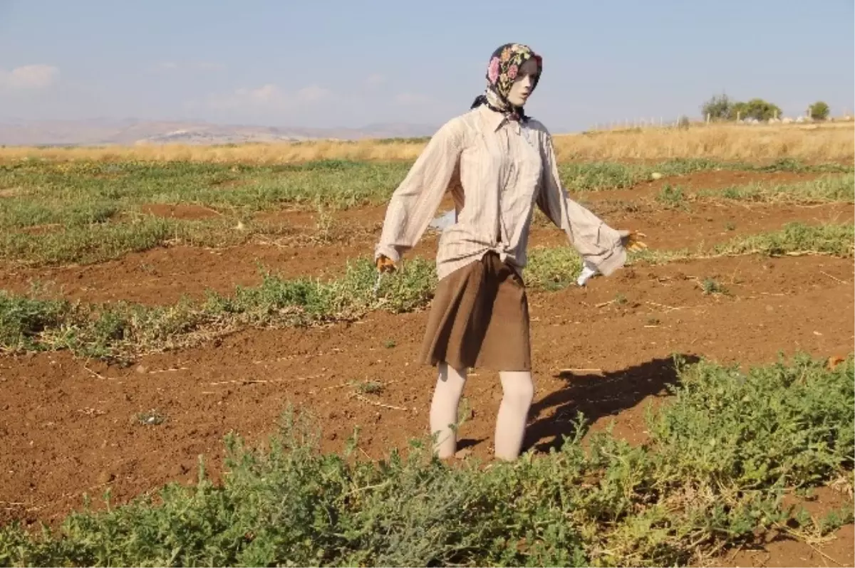 Vitrin Mankenlerinin Bostan Nöbeti Çiftçinin Son Çaresi Oldu