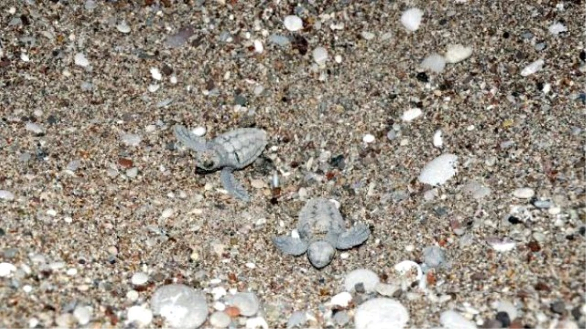 Caretta Caretta Yavruları Denizle Buluştu