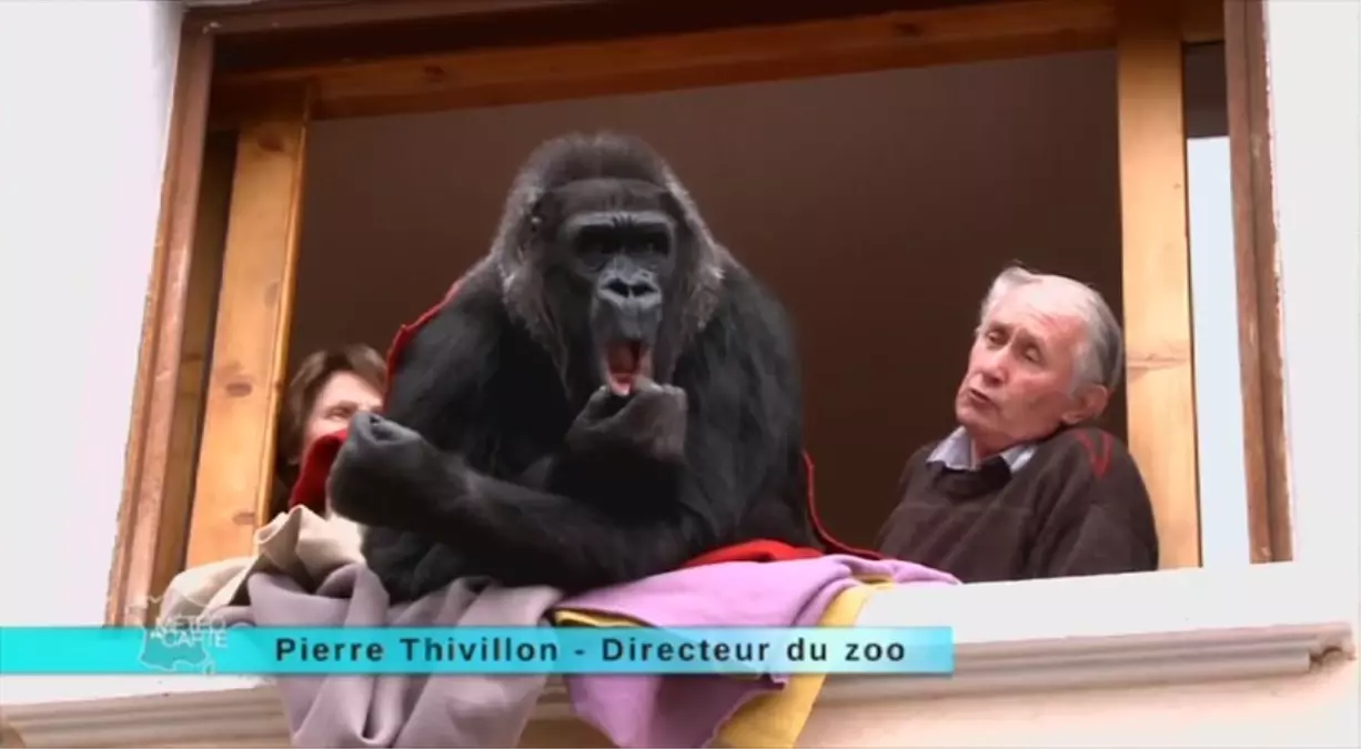 Devasa Gorille 18 Yıldır Aynı Evi Paylaşan Çift