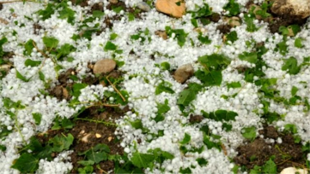 Dolu, Tarım Ürünlerine Zarar Verdi