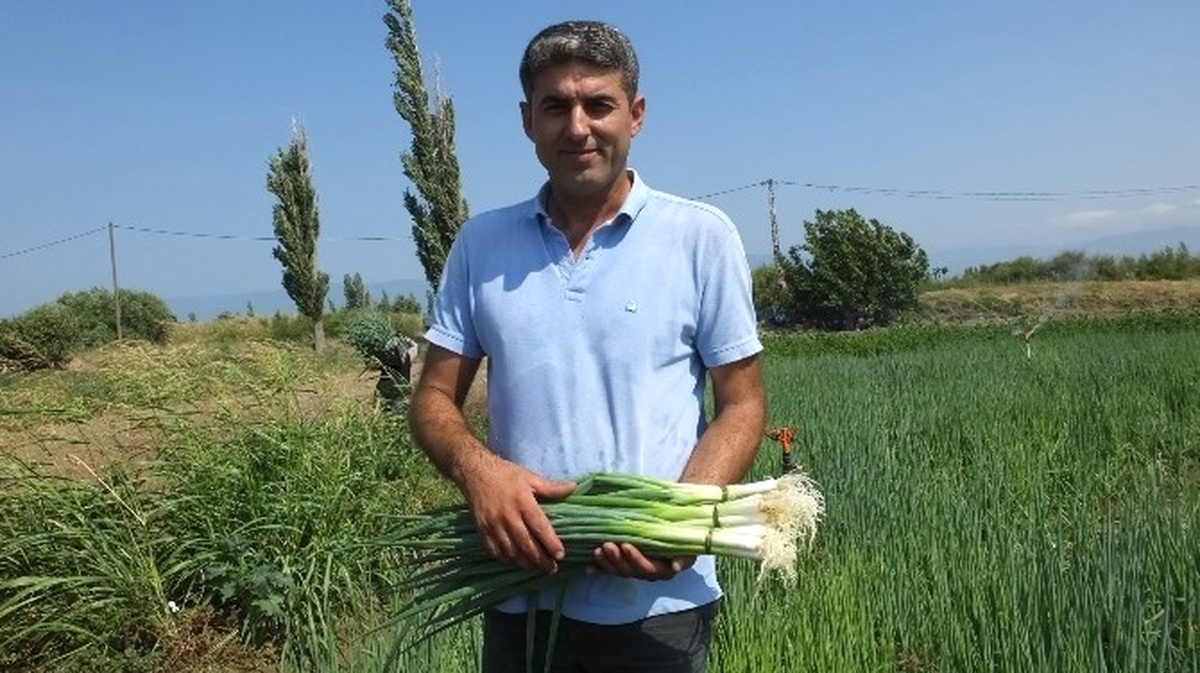 Edremit Körfezinin Taze Soğanı Burhaniye\'de Üretiliyor