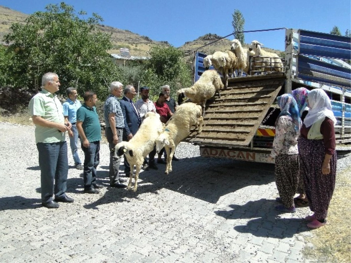 Genç Çiftçilere Hayvanları Dağıtılıyor