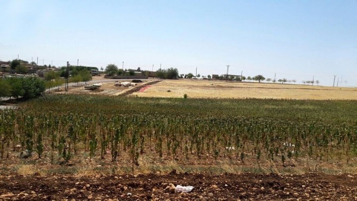 Arazi Anlaşmazlığı Silahlı Kavgaya Dönüştü