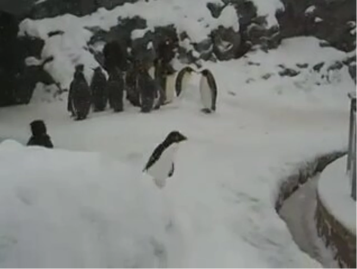 Kendisine Piyango Çıktığını Haber Alan Penguen