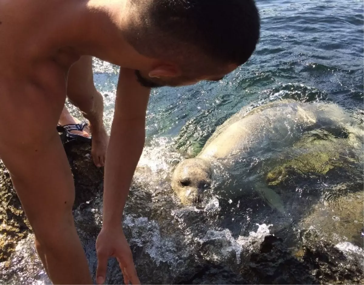 Plajda Görülen Akdeniz Foku Tatilcileri Şaşırttı