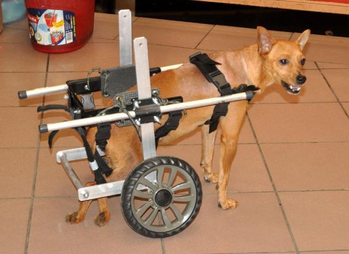 Trafik Kazası Sonucu Felç Kalan Köpeğe Yürüteç Takıldı