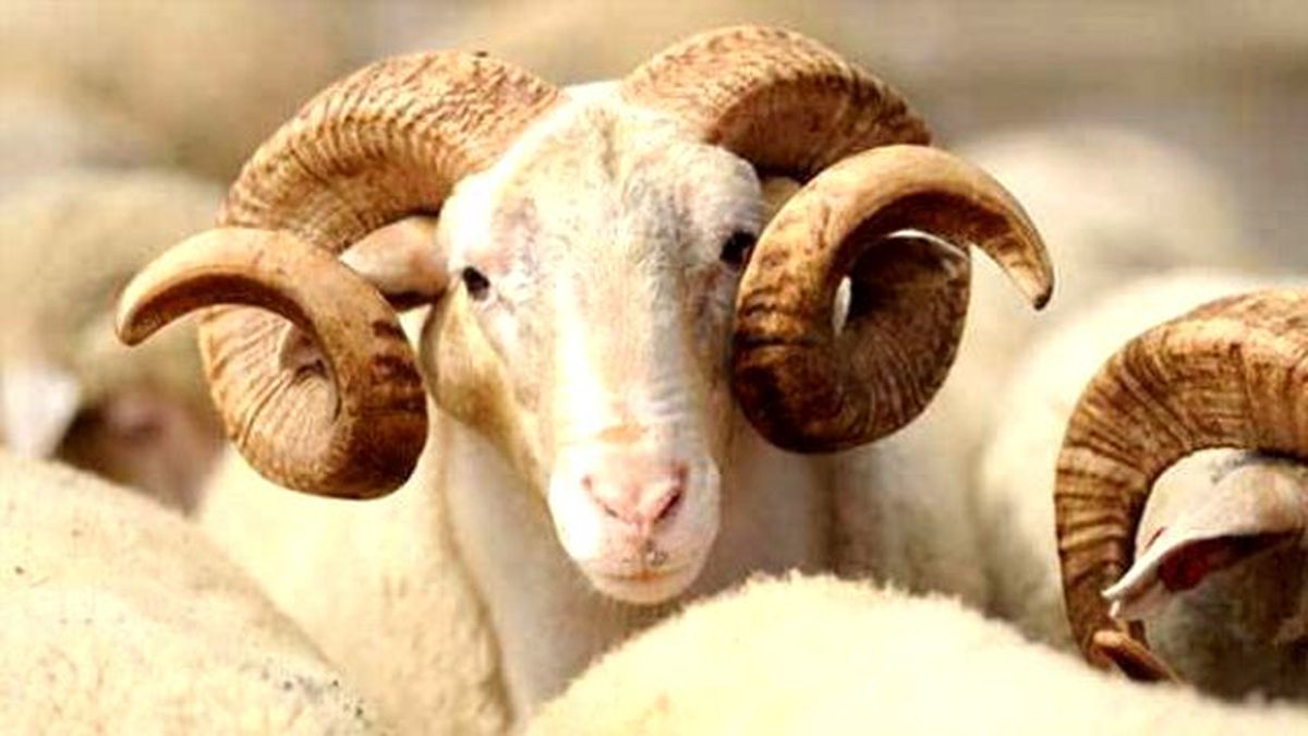 2016 Kurban fiyatları, Büyükbaş ve küçükbaş kurban fiyatları