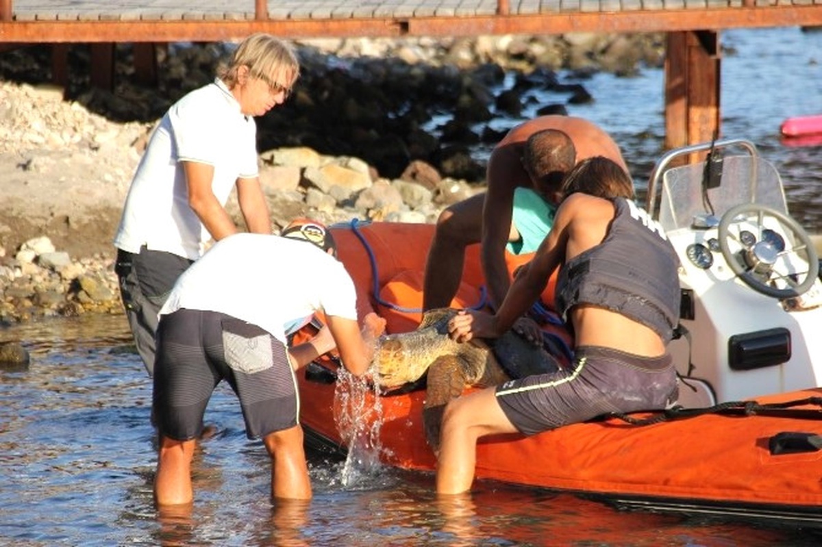 Caretta Carettayı Kurtarmak İçin Seferber Oldular