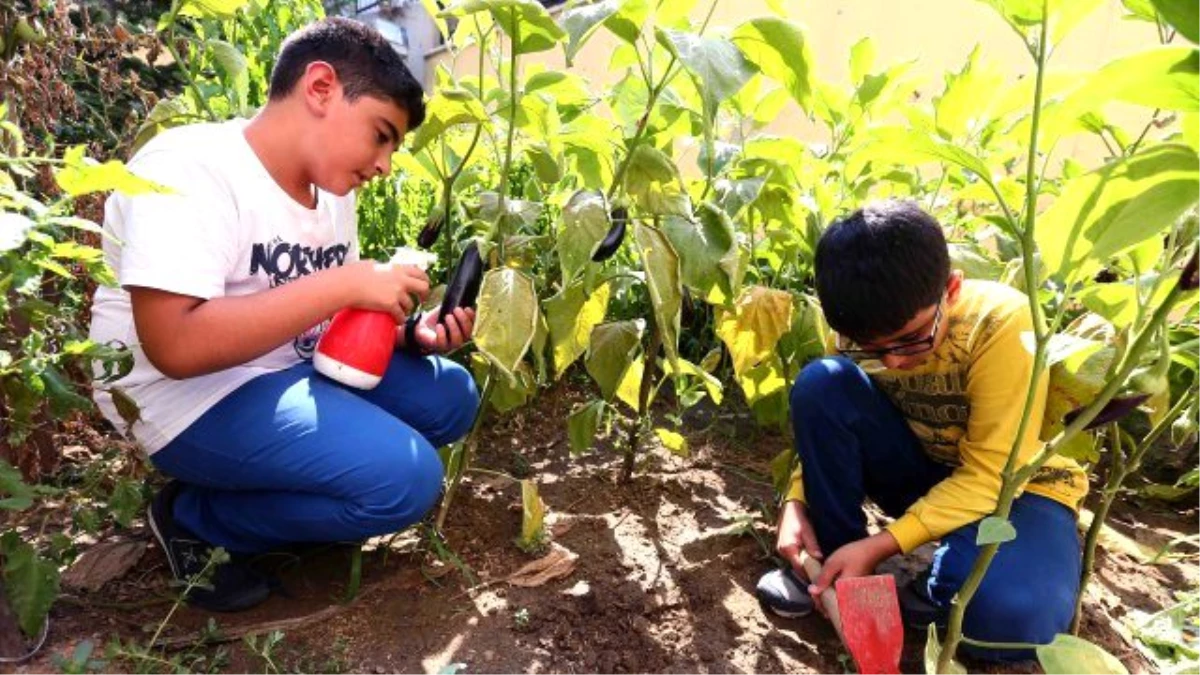 Enderunlu öğrenciler organik sebze ve bitki yetiştirdi