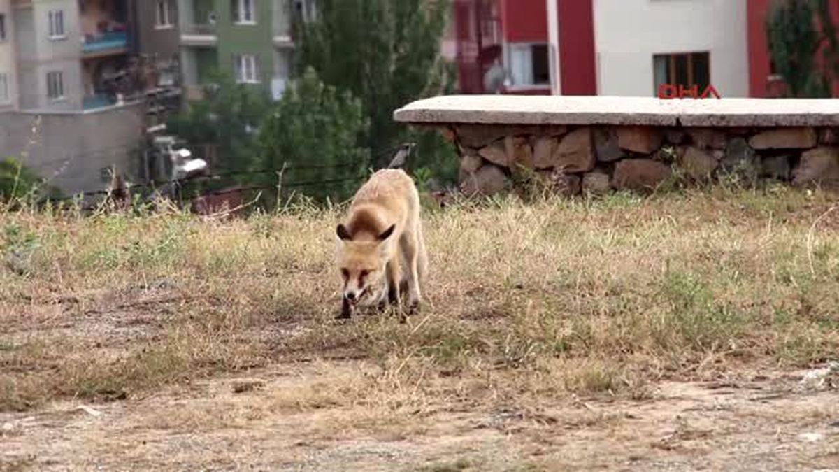 Tilkiye Her Akşam Yiyecek Veriyor