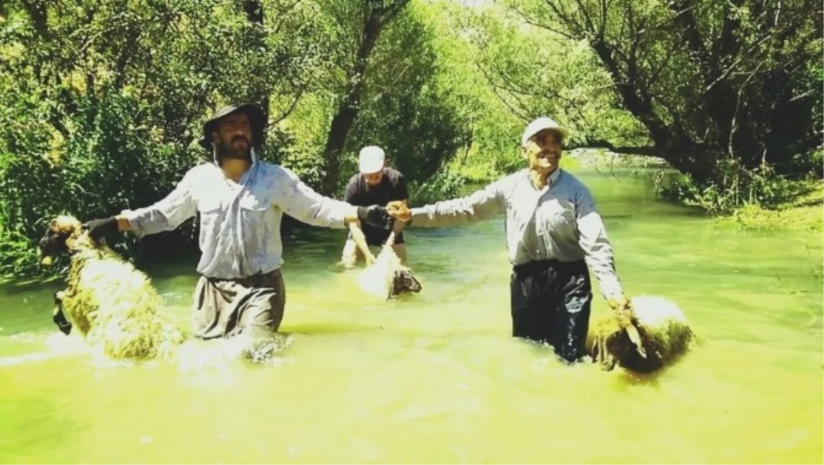 Hakkari\'de Kuzu Kırpma Şenlikleri Sönük Geçti