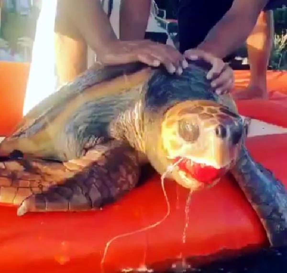 Kaptanın Dikkati Olta Yutan Caretta Caretta\'yı Kurtardı