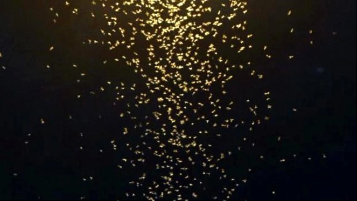 Kelebekler "Ölüm Uçuşu" Olan Son Yolculuklarına Çıktı
