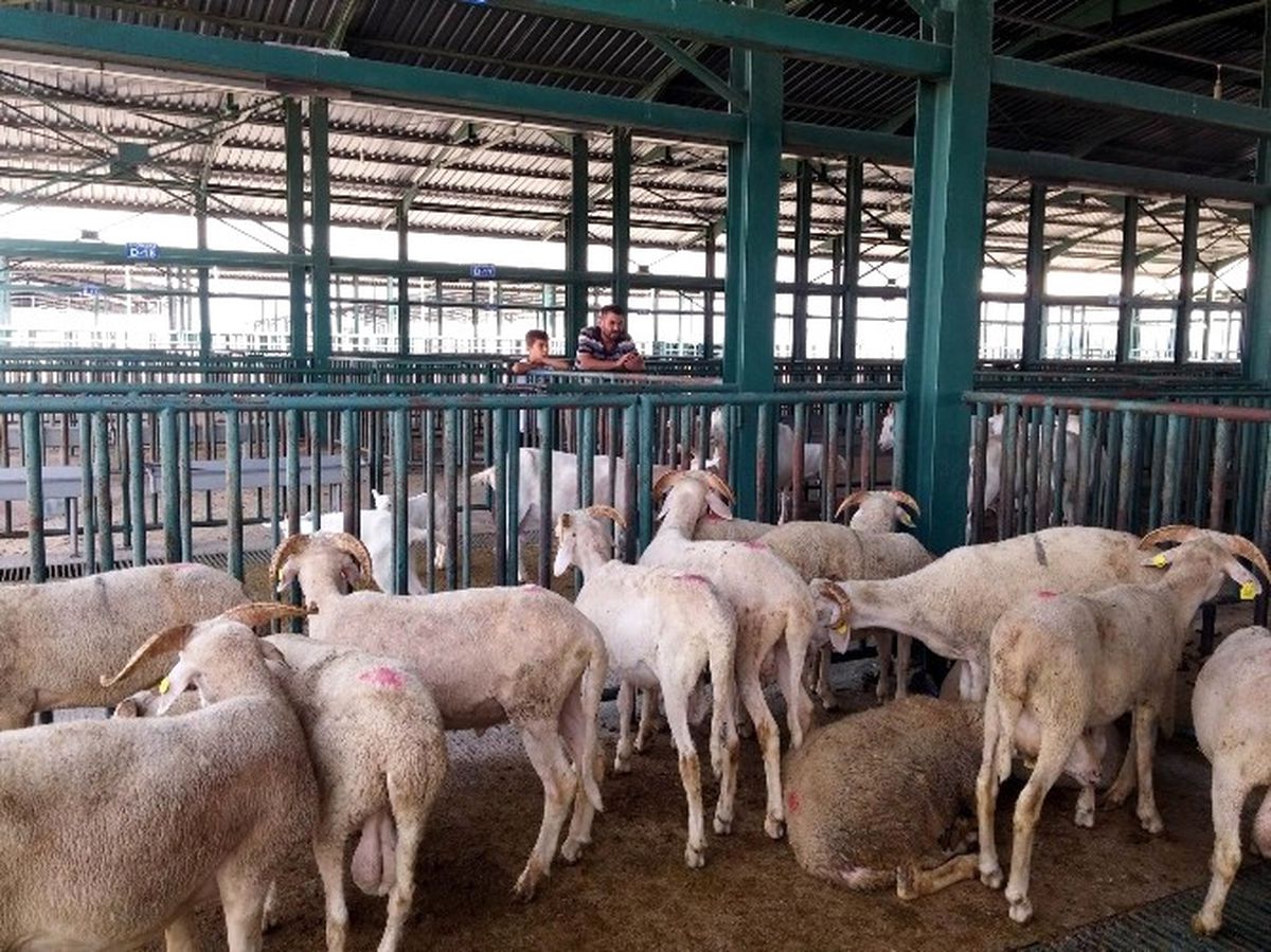 Kurbanda \'Küpesiz Hayvan\' Uyarısı