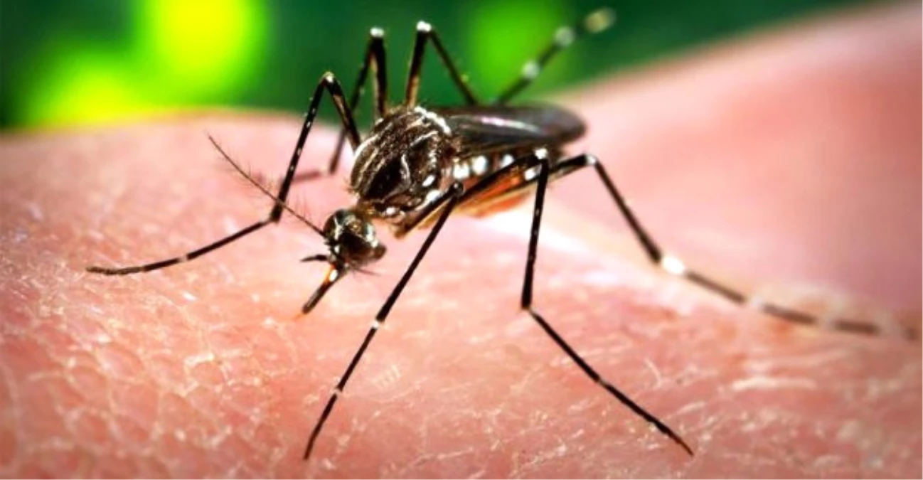 Miami\'de Zika Virüsü Alarmı