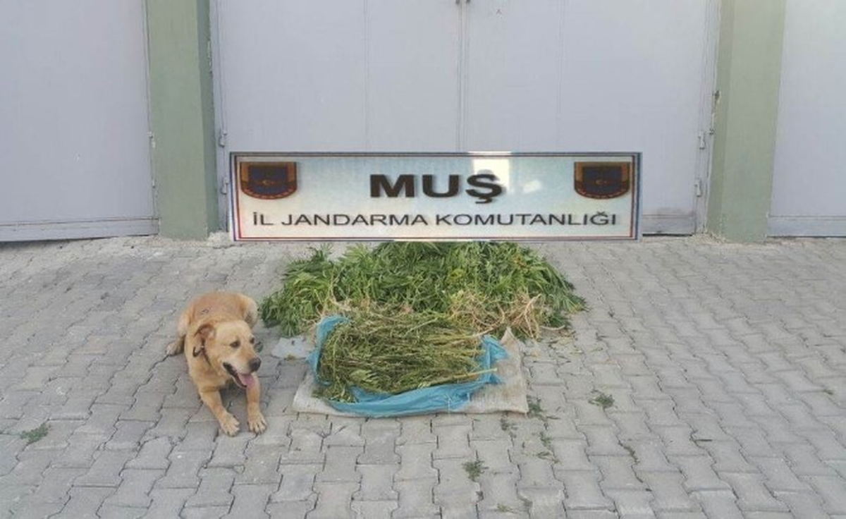 Muş\'ta Uyuşturucu Operasyonu