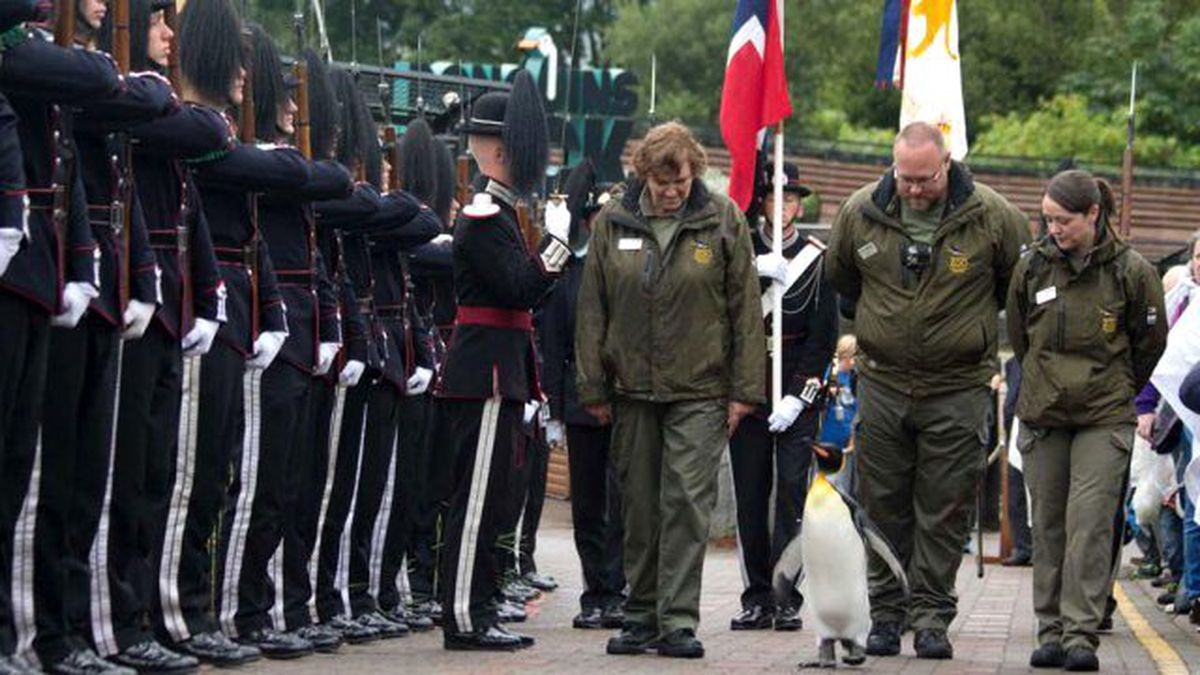 Norveç Kraliyet Muhafız Alayı Mensubu Penguen Generalliğe Terfi Etti